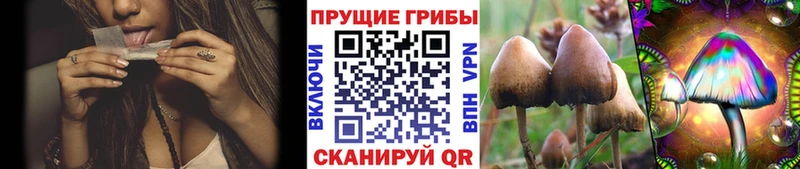 Галлюциногенные грибы Magic Shrooms  где найти наркотики  Кировград 